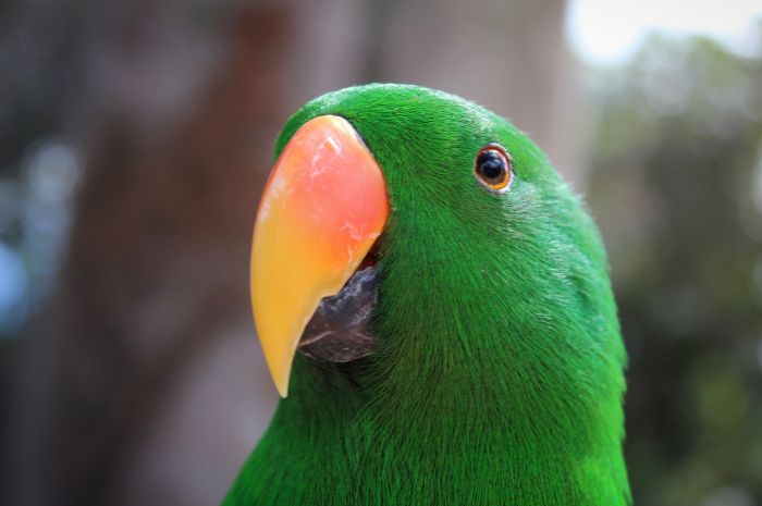 Bird beaks lesson unit study