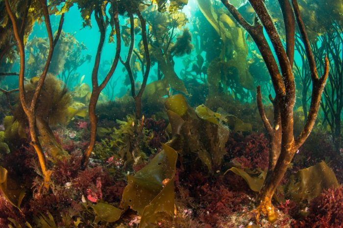 Kelp forests kelps resilience alright enric fuego