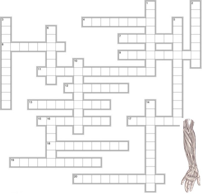 Muscle anatomy crossword puzzle answers