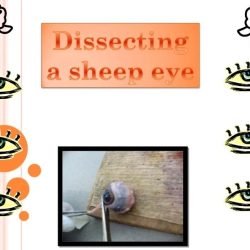 Sheep eyeball for home school