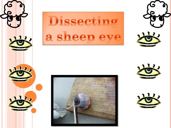 Sheep eyeball for home school