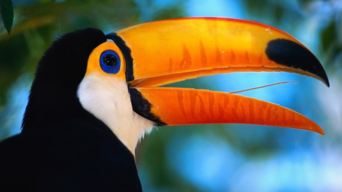 Toucan beak tukan toco tucano tukane pobrać eliotkitty obrazek superbe birds oiseaux 29x 4ever downloaden