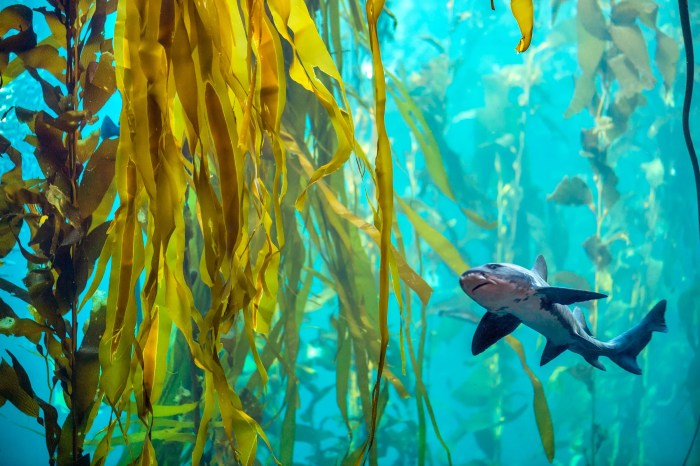 Kelp ocean monterey montereybayaquarium ecosystem educators seafloor supports