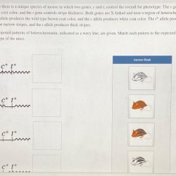 Frequencies allele polymorphisms studied genotype