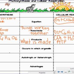 Photosynthesis and cellular respiration word search answer key