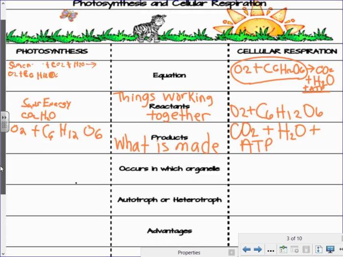 Photosynthesis and cellular respiration word search answer key