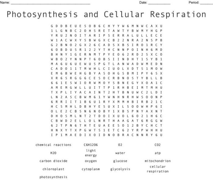 Photosynthesis and cellular respiration word search answer key