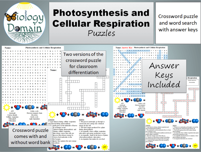 Photosynthesis and cellular respiration word search answer key